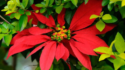 Deben estar lejos de estufas o fuentes de calor, ya que la humedad alta es fatal para la flor de Pascua.