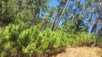 Personal de la Gerencia Ambiental plantaron los pinos en la zona de El Naranjito y en el área afectada por el gorgojo, además instalaron dos torres de control.