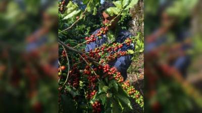 Se han enviado más de 6 millones de quintales.