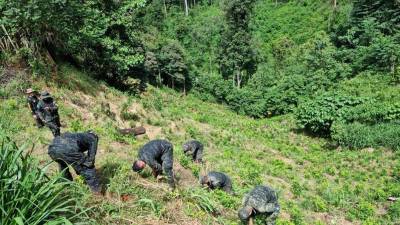 La plantación de coca fue quemada exactamente en el municipio de Iriona.