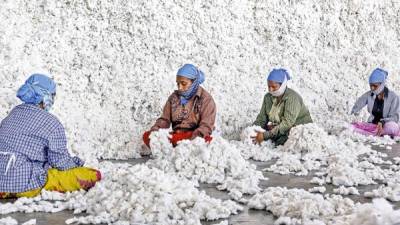 Tras la introducción de semillas transgénicas de algodón, India pasó a ser el mayor exportador de la fibra.