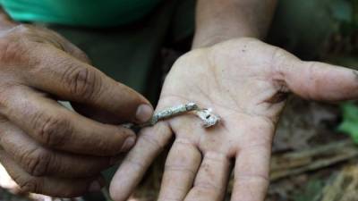 El gorgojo descortezador tiene el tamaño de un grano de arroz. Fotos: Andro Rodríguez