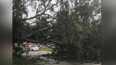 Uno de los árboles caídos que dañó parte del circuito eléctrico en San Pedro Sula.