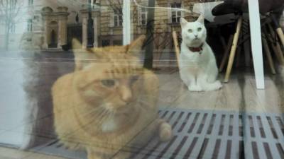 Imagen referencial de dos gatos. Foto: AFP.