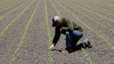 Una empresa combinada controlaría cerca de 26% de los pesticidas en el mundo, según J.P. Morgan. La cuota de mercado ascendería a 42% en América del Norte y 28% en América Latina.