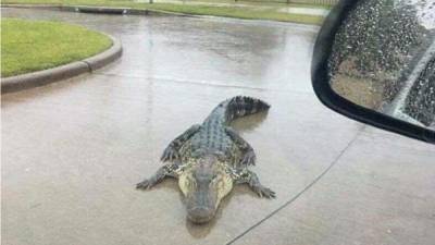 Una de las fotografías tomadas por una mujer que grabó como nadaban los animales.