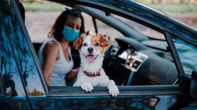 Un perro es llevado como copiloto en un vehículo.