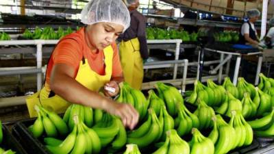 Se proyecta que en este año bajen los ingresos en cuanto a exportación de banano.