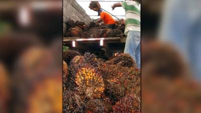 Los socios de Palcasa se proponen aumentar la producción de fruta de palma y aceite en 2016. Fotos: Efraín Molina