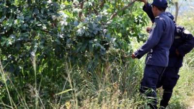 En el sector de los bordos de la colonia Jerusalén de La Lima se han registrado varios levantamientos por muertes violentas.