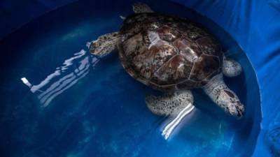 Muere la tortuga de 25 años. Foto: archivo/EFE