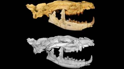 Imagen de divulgación que muestra los restos óseos de una nueva especie de mamífero carnívoro. EFE