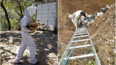 Parte izquierda de la fotografía, un elemento del Cuerpo de Bomberos rescata a un perro de un enjambre de abejas; en la parte derecha, otro can es sacado de un hoyo al que fue lanzado.