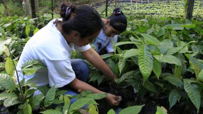 Desde abril de 2010 a septiembre de este año se han producido más de 306 mil plantas en el litoral atlántico. Alrededor de 1,300 hectáreas entrarán en producción en la presente cosecha.