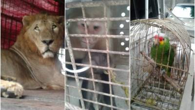 La fiscalía comprobó que los animales eran maltratados.