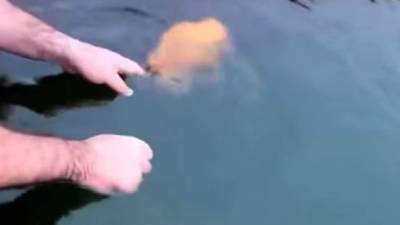 El siguiente video muestra tiernas imágenes de un pez que se deja acariciar por un humano. Foto YouTube
