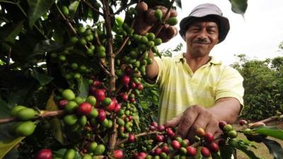 Un caficultor cosecha los granos de café en una finca de Santa Bárbara. El aromático muestra una recuperación.