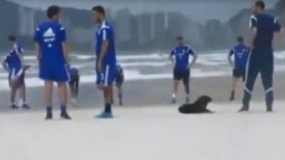 El canino fue fotografiado y filmado por los medios de comunicación cuando se captaba la concentración de la selección de Bosnia Herzegovina. Foto Youtube