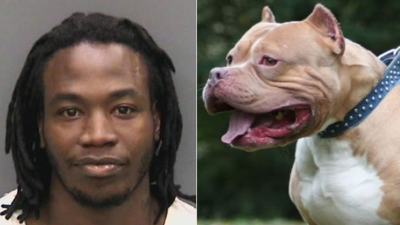 HOLLYWOOD, CA - OCTOBER 22: Recording artist Pitbull performs onstage during CBS RADIO's fourth annual We Can Survive concert at the Hollywood Bowl on October 22, 2016 in Hollywood, California. (Photo by Kevin Winter/Getty Images for CBS Radio, Inc.)