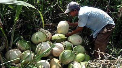 Los Pech han exportado calabazas a Estados Unidos pero requieren mayor apoyo gubernamental para crear su propia empresa comunitaria de granos básicos.