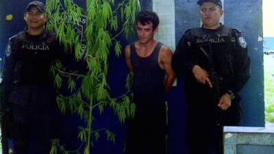 A López le hallaron una planta de unos dos metros de altura en el patio de su casa este martes.