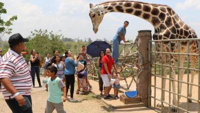 Uno de los zoológicos más completos de Honduras, el Joya Grande, todo esto atrapa a los que visitan Santa Cruz de Yojoa.