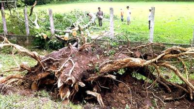 El Cuerpo de Bomberos no reportó pérdidas humanas ni heridos.