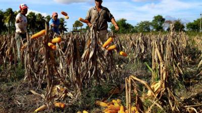 Tres productores de maíz amarillo en un campo a las afueras de El Progreso, Yoro.
