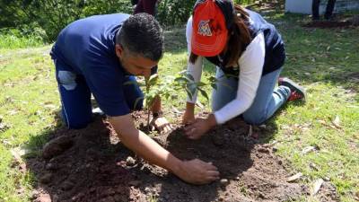 Honduras pierde una gran cantidad de bosque todos los años a causa de la tala ilegal y los incendios forestales.