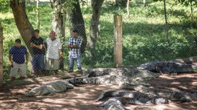 En la cocodrilera bajaron el sueldo a algunos empleados. A los animales les dan menos comida. Foto: Yoseph Amaya