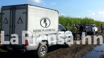 Los cuerpos sin vida de los supuestos miembros de una pandilla fueron hallados entre las plantaciones de caña en el sector Chamelecón.