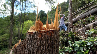 Según el informe, elaborado por estas instituciones, los daños provocados por la deforestación en Honduras “son casi irreversibles”. Foto Archivo