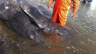 This picture from Radio New Zealand taken and released on February 10, 2017 shows people tending to pilot whales, which beached themselves overnight, at Farewell Spit in the Golden Bay region at the northern tip of New Zealand's South Island.More than 400 whales were stranded on the New Zealand beach on February 10, with hundreds already dead as volunteers tried to refloat the survivors, the Department of Conservation said. / AFP PHOTO / RADIO NEW ZEALAND / Tracy NEAL / - New Zealand OUT / RESTRICTED TO EDITORIAL USE - MANDATORY CREDIT 'AFP PHOTO / RADIO NEW ZEALAND / TRACY NEAL' - NO MARKETING NO ADVERTISING CAMPAIGNS - DISTRIBUTED AS A SERVICE TO CLIENTS - NO ARCHIVES
