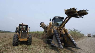 Productores realizan la cosecha mecanizada en una plantación de caña de azúcar en Villanueva