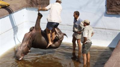 A hippo is lifted from a swimming pool Friday Aug. 24, 2012, at the Monate Conservation Lodge, near Modimolle, South Africa, after being trapped there for three days. The young hippo had plunged into the deep pool on Tuesday after being chased off from his herd by male members seeking dominance, wandered into the lodge's camp and fell into the pool. The animal died just before the rescue operation got under way. (AP Photo/Denis Farrell)