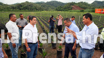 El presidente Juan Orlando Hernández se reunió con varios productores de palma en noviembre de 2013.