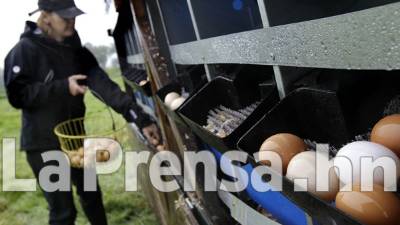 Tanto Honduras como Nicaragua están en el proceso de certificación de plantas de huevos.