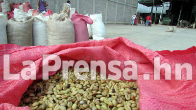 Según un informe del Ihcafé, las exportaciones han bajado debido a la roya que ha afectado a las plantaciones del aromático hondureño.