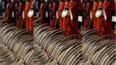 Un total de 359 colmillos de elefante son expuestos hoy ante la prensa antes de ser destruidos en Galle Face Green en Colombo, Sri Lanka. Foto EFE.
