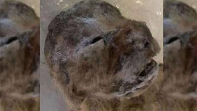 Esta clase de felinos es cercana al león moderno. También han sido encontrados en Alaska y Canadá.