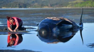 Una voluntaria trata de mantener viva a una ballena piloto varada en la playa de Farewell Spit, en la Isla Sur de Nueva Zelanda.