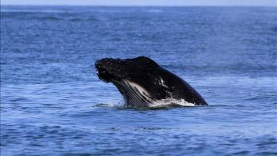 Fotografía tomada el pasado 28 de agosto en la que se registró una ballena jorobada al exponer su cabeza fuera del agua, en el parque nacional Marino Ballena, donde cada año cerca de 700 de estos animales llegan para reproducirse y parir a sus crías, en el Pacífico sur de Costa Rica. EFE