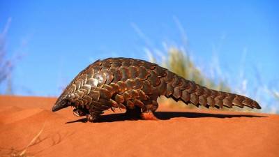 Este animalito inspiró a Pókemon, es el único mamífero cubierto de escamas y se blinda como una pelota cuando se siente amenazado.