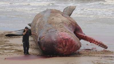 Otra ballena azul encalló cerca del poblado cercano de Rocky Harbour y también será retirada por el equipo de expertos.