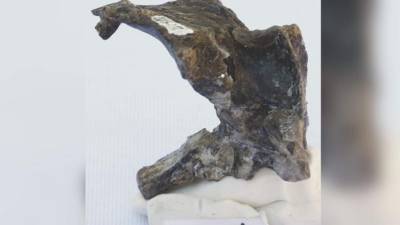 Fotografía cedida por el Consejo Nacional de Investigaciones Científicas y Técnicas de Argentina, del lateral del cráneo perteneciente a los restos fósiles de un reptil volador del período Jurásico hallados en la Patagonia argentina. EFE/Consejo Nacional de Investigaciones Científicas y Técnicas de Argentina.