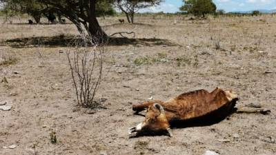 Honduras vive uno de sus peores veranos en los últimos años, la canícula se ha extendido provocando sequía y perdidas millonarias de cultivos, así como la evaporación de ríos y lagunas. Ante esta preocupante situación el gobierno de Honduras, declaró emergencia agropecuaria.