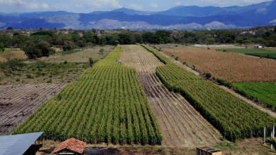 En Olancho existen cerca de 1,000 maiceros, según cifras de Prograno.