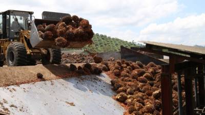 Los palmicultores dicen que el buen rendimiento de producción de las fincas ayudará a amortiguar las pérdidas.