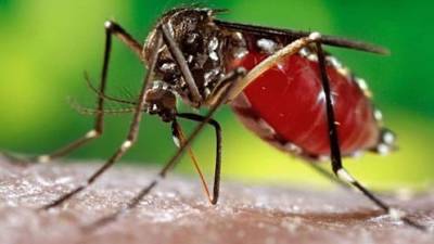 Los investigadores confirmaron que el larvicida biológico ya fue probado en forma positiva en pruebas de campo y en distintas condiciones ambientales.