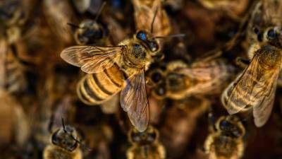 El pasado 13 de noviembre también falleció una ingeniera en Olancho por el ataque de abejas.